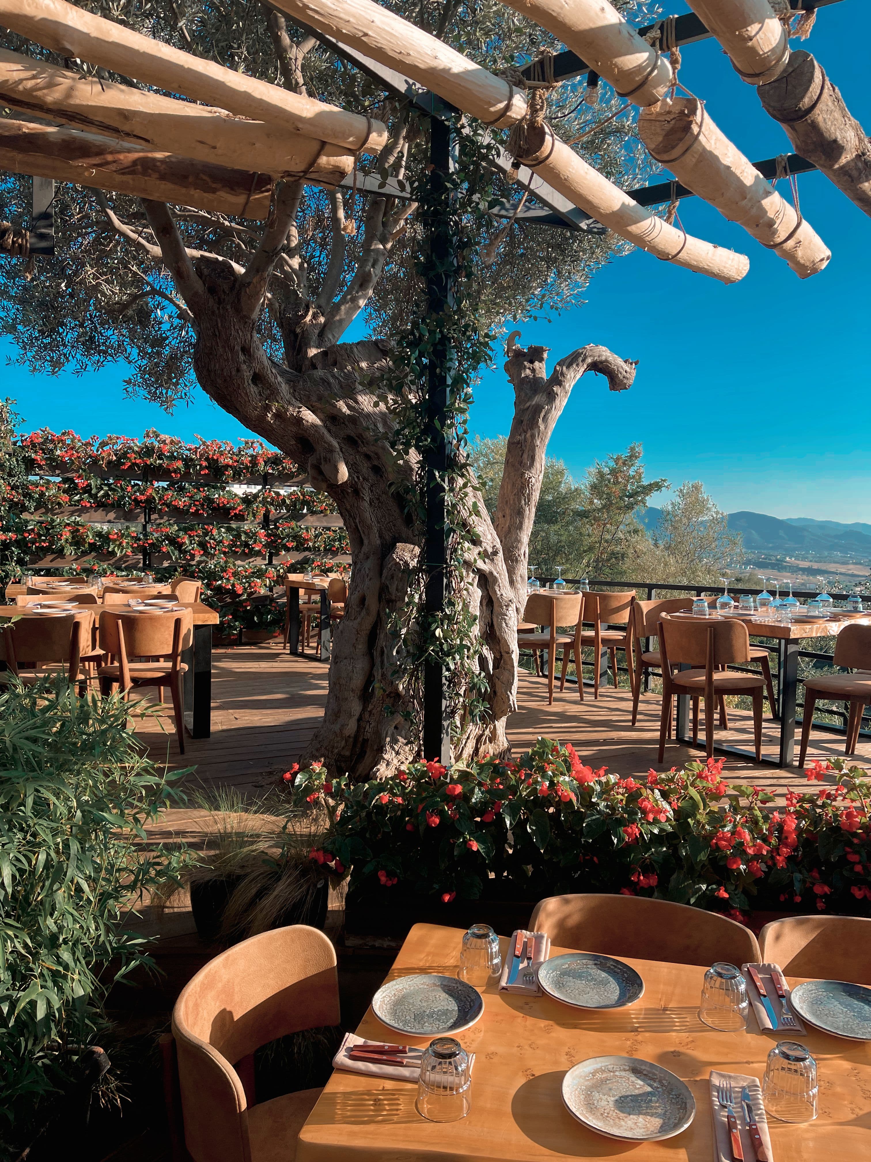 A restaurant terrace set for lunch beneath an old olive tree